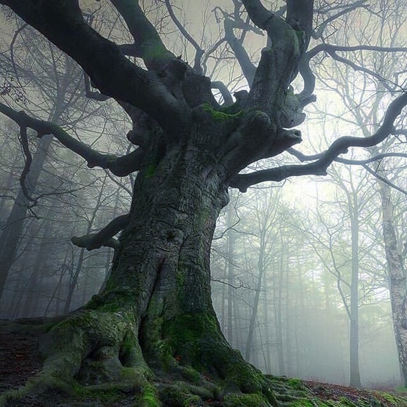 thecallingcrow